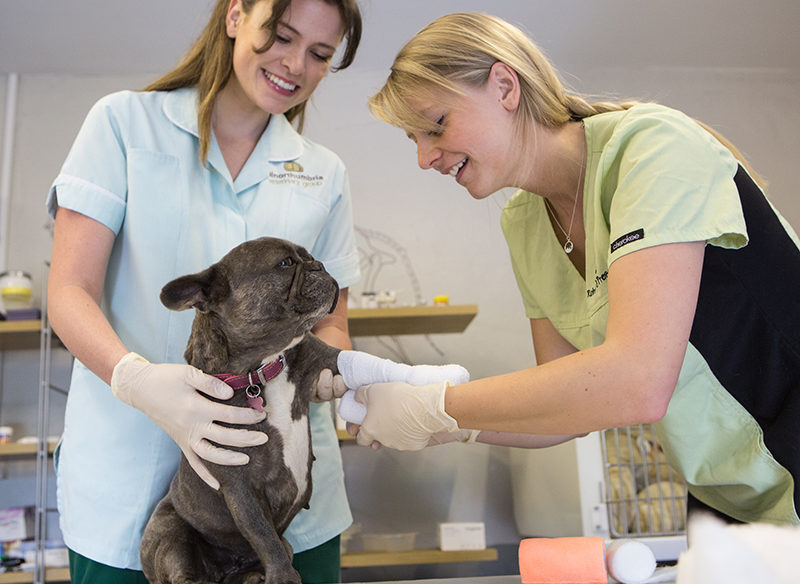 Level 2 Veterinary Care Assistant - Northumberland College